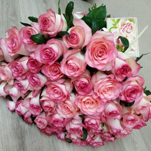 51 бело-розовая роза в Кропивницком фото