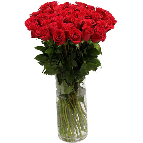 фото товара Троянда імпортна червона (поштучно) | «Роза Кір»