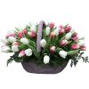 Фото товара 51 бело-розовый тюльпан в коробке в Кировограде