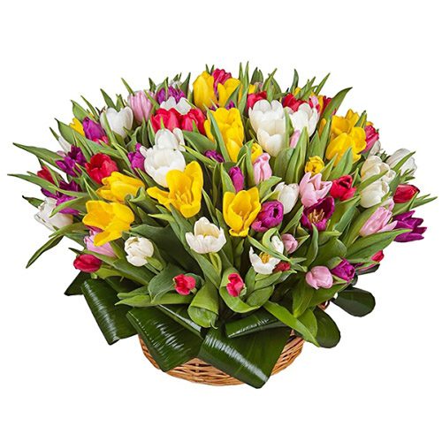 Фото товара 75 тюльпанов микс (все цвета) в корзине в Кировограде