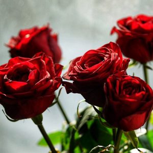 5 роз в Кропивницком фото