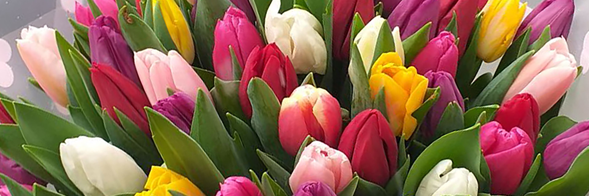 категория товаров Тюльпаны | Кропивницкий | «Роза Кир»