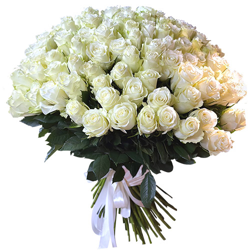 фото товара 101 белая импортная роза | «Роза Кир»