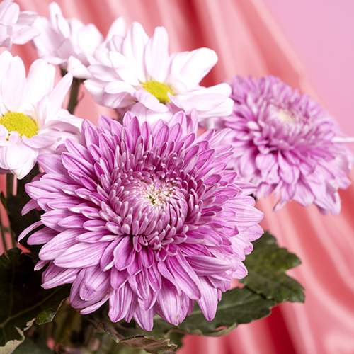 фото букета з кущовою рожевою хризантемою